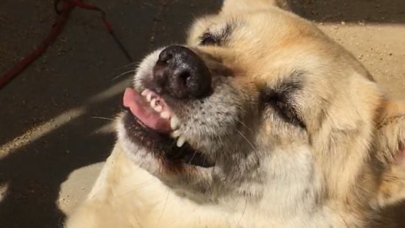 �uth�v�̔���