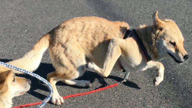 �G������Ȑl���`���������Ă錢