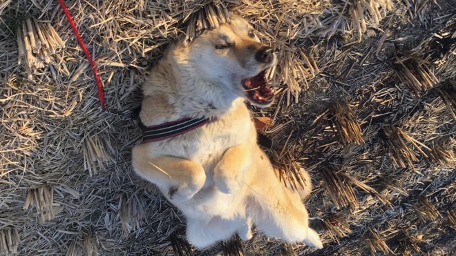 �w�b�h�X�p