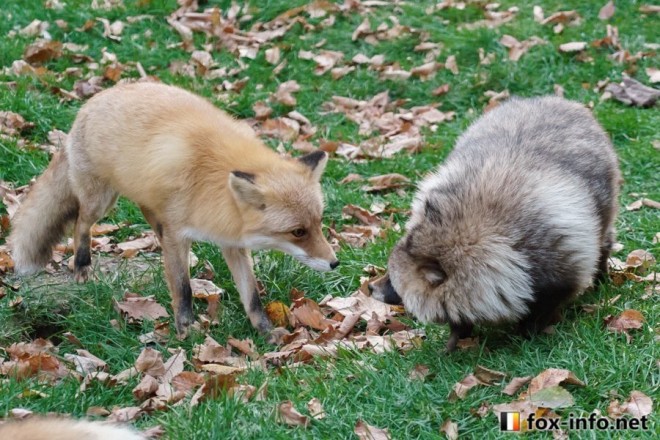 �R���|���I�ɈႤ