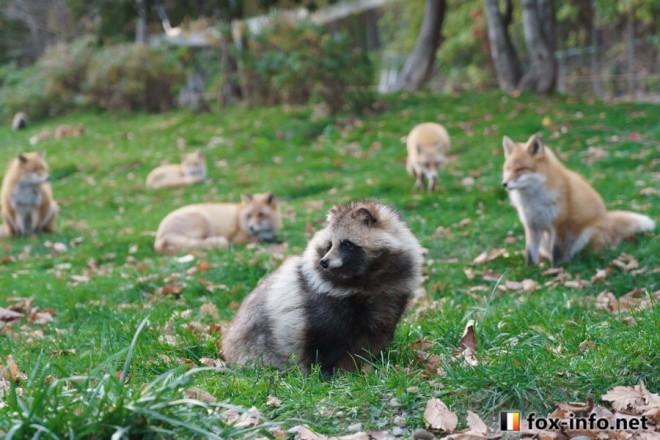 �R���|���I�ɈႤ�c