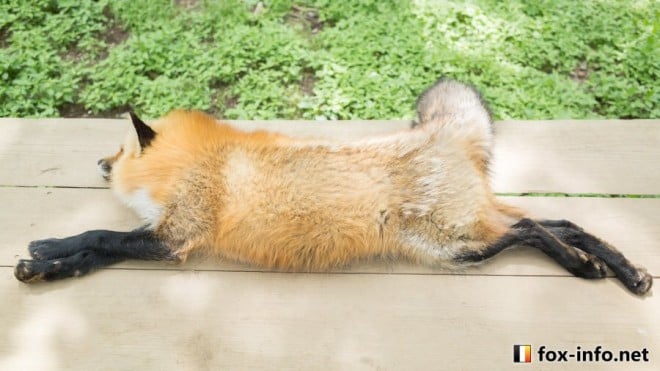 ���ł��閲�����Ă�����