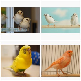 「なんて言う落ちゲー?」十姉妹の“遊び”に反響 シマ鳥さん家の愛鳥フォトギャラリー