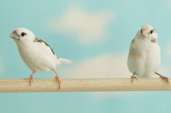 なんて言う落ちゲー 十姉妹の 遊び に反響 鳥10羽と暮らす幸せ Oricon News