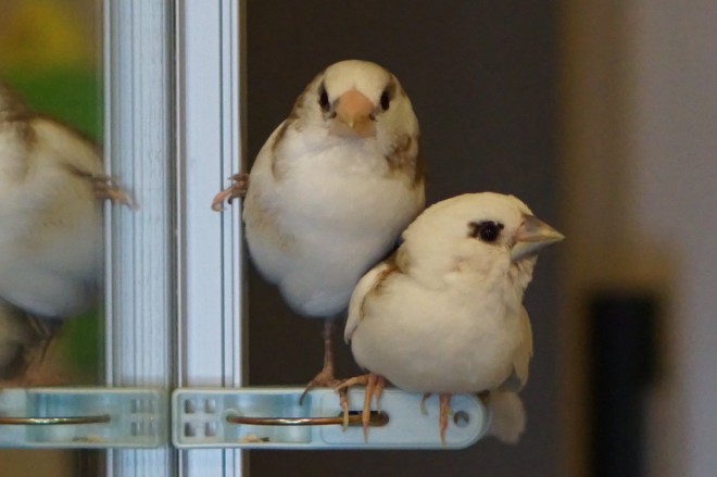 なんて言う落ちゲー 十姉妹の 遊び に反響 鳥10羽と暮らす幸せ Oricon News