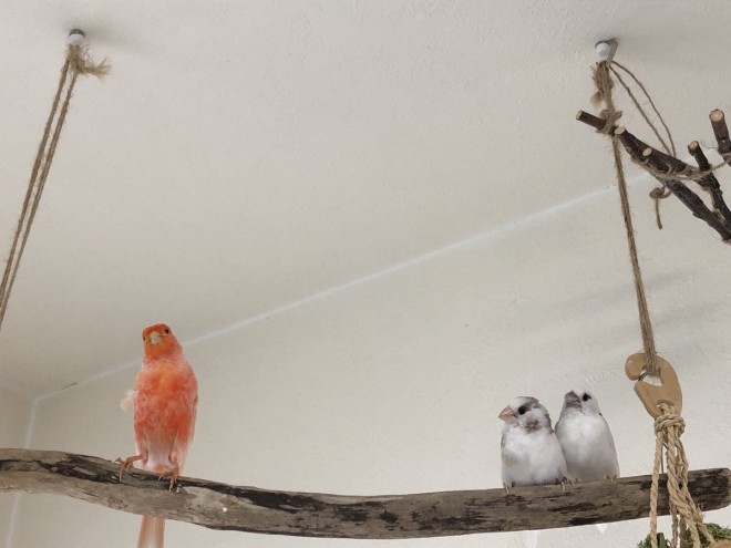 なんて言う落ちゲー？」十姉妹の“遊び”に反響 鳥10羽と暮らす