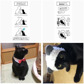 ���ӎ��ߏ�ȃl�R�ɃL�����A�h���邠��G���L�h�ɋ����̐��u�����̎q�����v