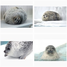 �h�ۂ�����A�U���V�h�ɑ��������A�܂�ۂɌ�����̂́u����v�̂��������H