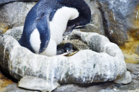 イワトビペンギンの赤ちゃん（撮影日：6月13日）