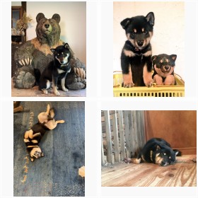 �h�傫�ȃN�}�̒����Ƌ��Ɉ�������h��SNS�Ŕ����A�u�������đ̂��͂ݏo�Ă��A���������ꏊ�Ɂv