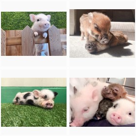 �Q��������C�����͂����������c�}�C�N���u�^�t�H�g�M�������[