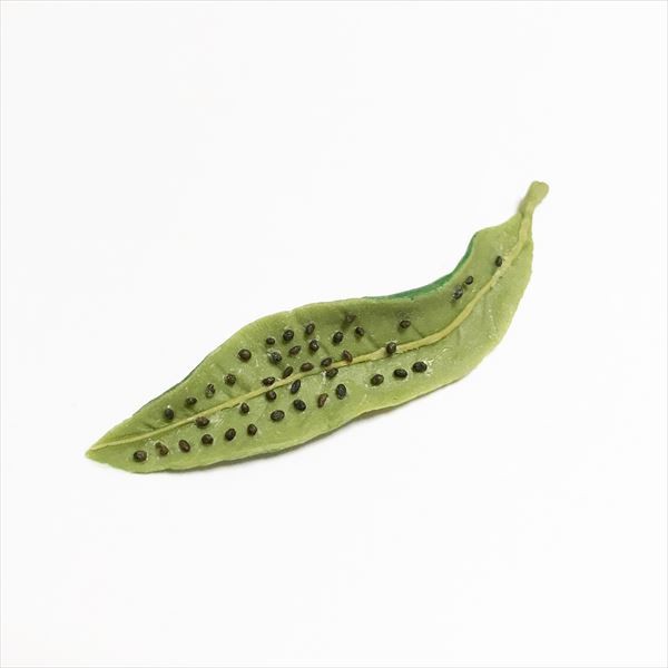 �̃g���E�}�������t����