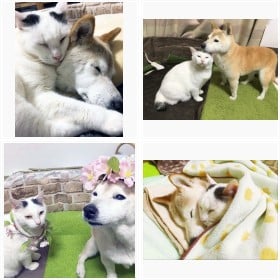 �F�m�ǂ̌��u���́v�Ɖ��L�u�����v�t�H�g�M�������[