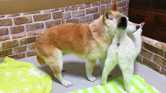 �Ă񂩂񔭍���N�����A���邮��������u���́v��30���t���Y�����u�����v