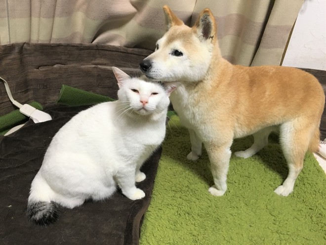 �u���́v�̃A�S�𓪂ł�������u�����v