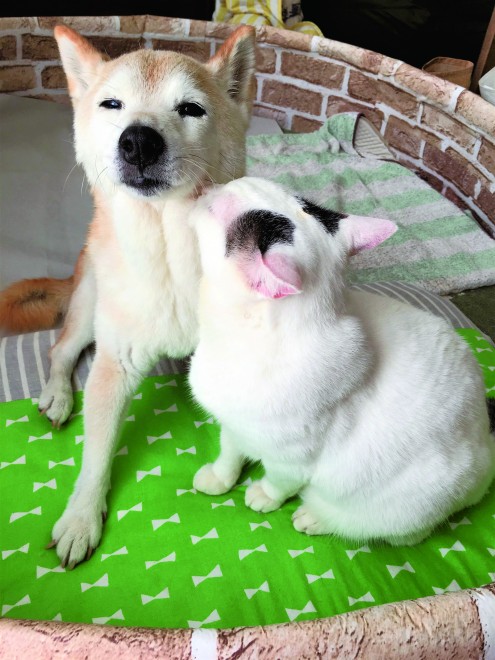 �u���́v�̋x�e���ɂ̓`���[���܂���