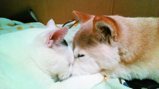 ���ɂ͕�e�͂Łu���́v���ݍ���