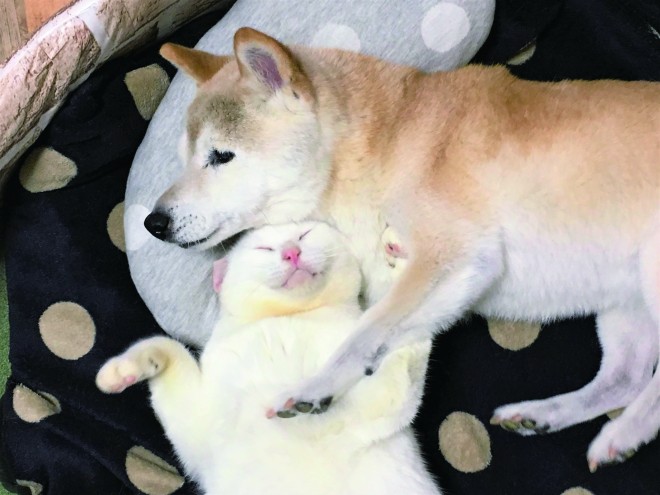 画像 写真 認知症の犬 しの と介護猫 くぅ フォトギャラリー 14枚目 Oricon News