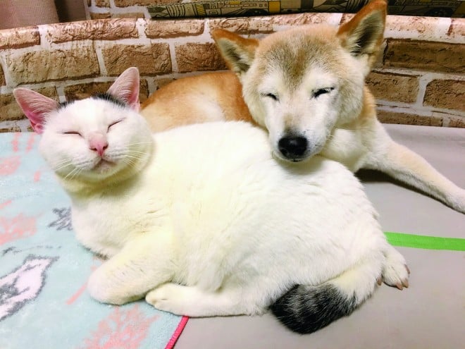 �ȑO�́u���́v�Ƃ͈���Ă��A���΂ɂ�������u�����v