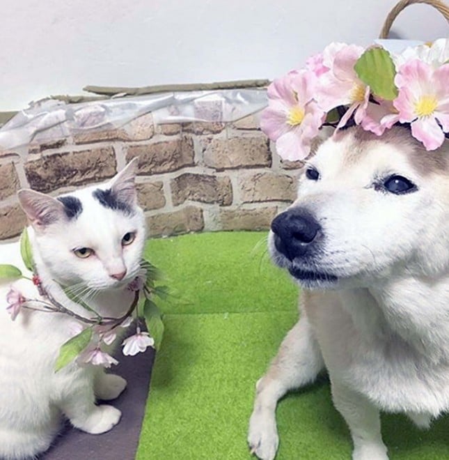 �t�̗d���R�X�v���́u�����v�Ɓu���́v