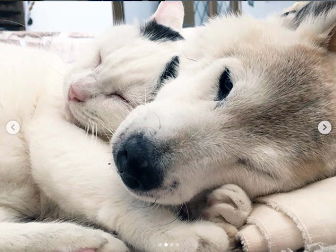 画像 写真 認知症の犬 しの と介護猫 くぅ フォトギャラリー 22枚目 Oricon News