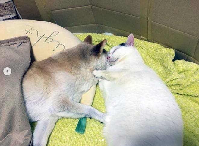 ���Y���Ė����l