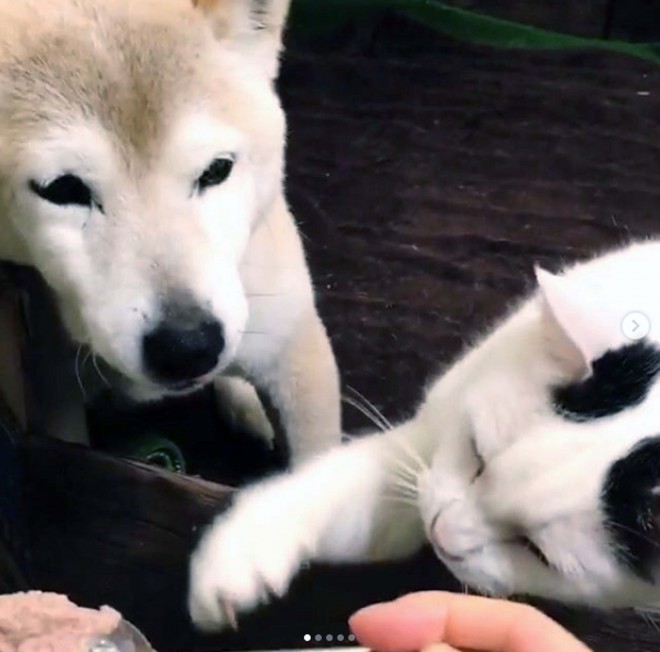 �u���́v�̂��у^�C�����ז�