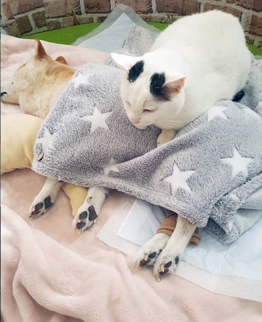 ���ł����ǂ��̓�l