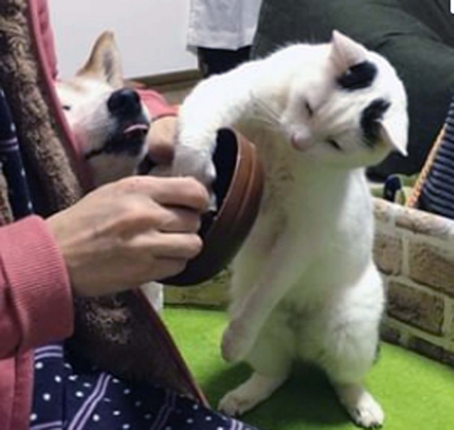 �u���́v�̂��т��܂ݐH������u�����v