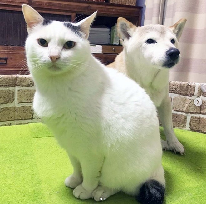 ���ł����ǂ��́u�����v�Ɓu���́v