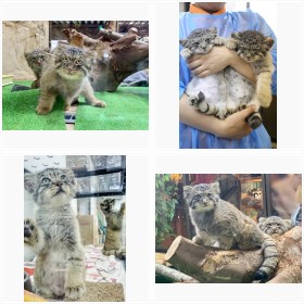 �ߐ{�ǂ��Ԃ����̃}�k���l�R�̎q�ǂ�����