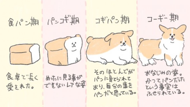 画像 写真 実はコーギーは食パンに似ている たべものに育てられた犬 イラスト集 1枚目 Oricon News
