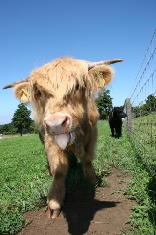 ラグビーで注目を浴びた「スコットランド牛」　画像提供：マザー牧場