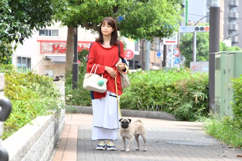 阿部寛との 競演 話題のパグ犬 田中太郎 まだ結婚できない男 P 飼い主が明かす 神シーン の裏側 Oricon News