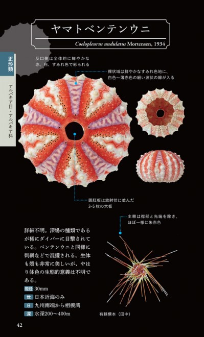 画像・写真 | これがウニ!? ウニ殻だけを集めた『ウニハンドブック ...