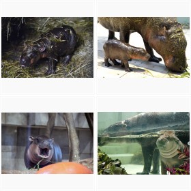 �w�����Ă���~���[�W�A�� �j�t�����x�Ŏ���A�~�j�J�o�̃^���^��