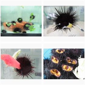 �L���x�c�E�j�t�H�g�M�������[