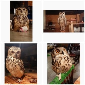 ���߂߂��肭��I �t�N���E�̌Ճm������t�H�g�M�������[