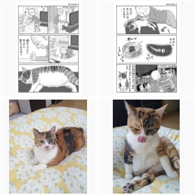 『猫の菊ちゃん』フォトギャラリー