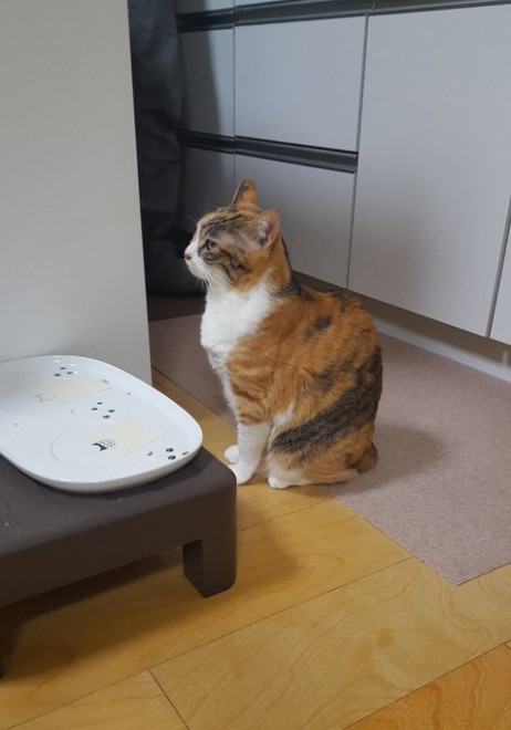 �������ɑ҂��Ă���e�����