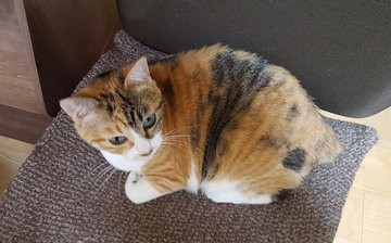 �߂��肳��ē{����A���΂ɗ��Ă��ꂽ�e�����