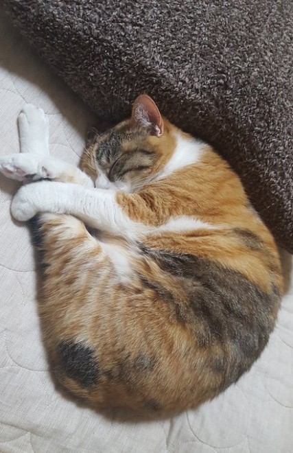 �u�߂���v