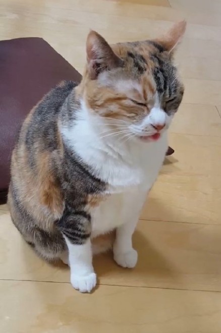 �C�܂����\��̋e�����