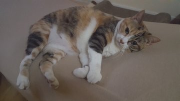 ���΂�����̖�X�����ɕt�������Ă���Ă����e�����