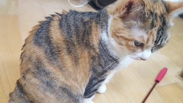 �w���̖т��M�U�M�U�����Ă���e�����