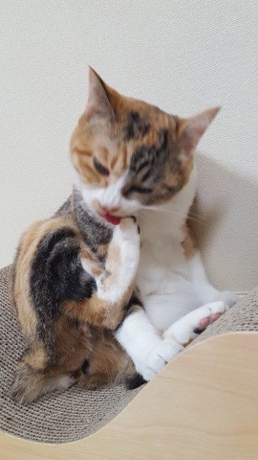 ���ۂ̋e�����