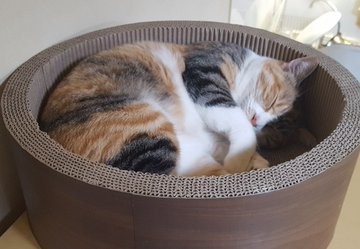 �Ȃ�Ƃ����킢���Q�p