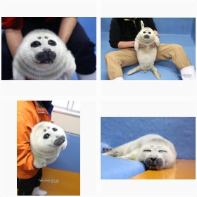 �u�ڂ��E���E���v�u�ʂ�����݂̂悤�v�Ƙb��̃o�C�J���A�U���V�Ԃ����