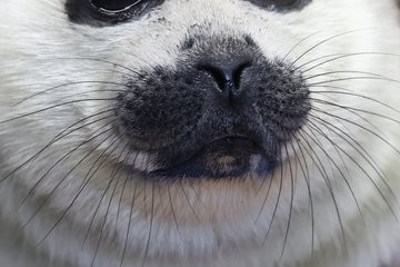 �C�Â��΁A�ʂ̊炪�c�H �܂�ŁA���ɂ�������H�ו���j�����Ă��郊�X�݂����c�Ƙb���