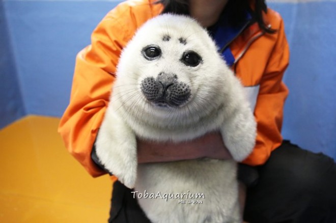 ���ӂ��ӂ̎p��������̂͂��Ə����c�ƒ��H�����ق�Twitter�ɂ͖��c�ɂ����Ԃ₫��